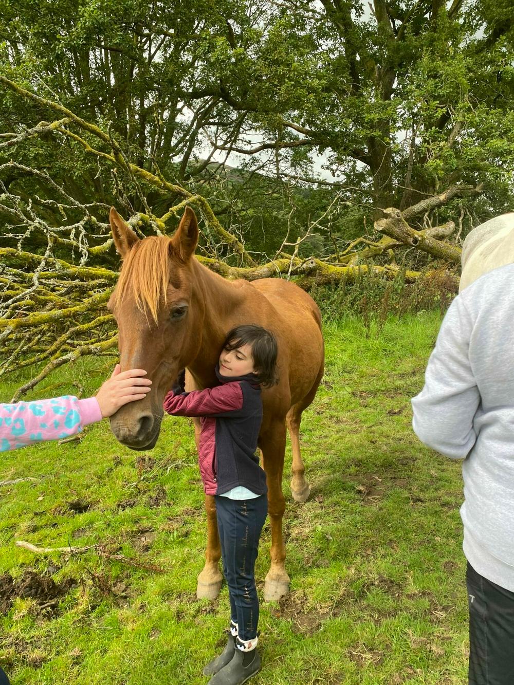 Horse therapy