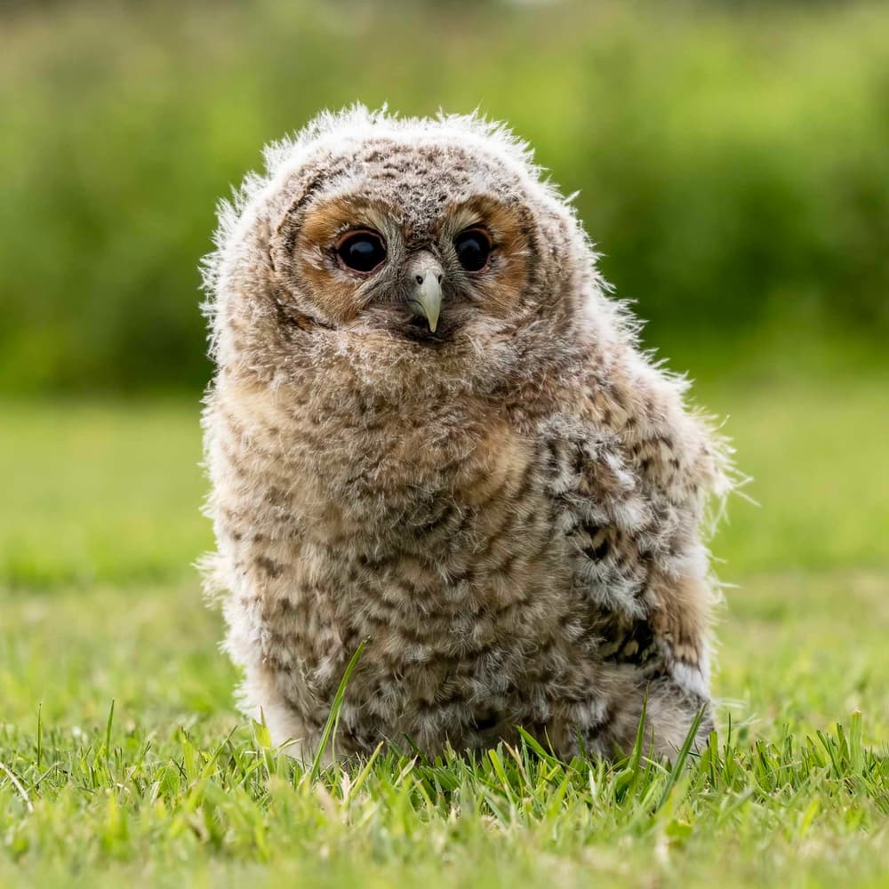 Young owl