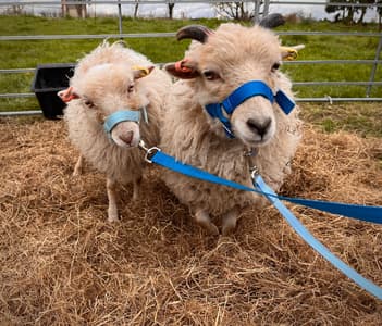 sheep trekking experience in shropshire