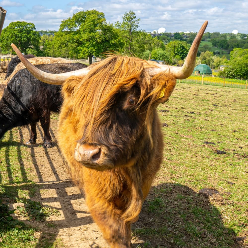Close up of an orange highland cow