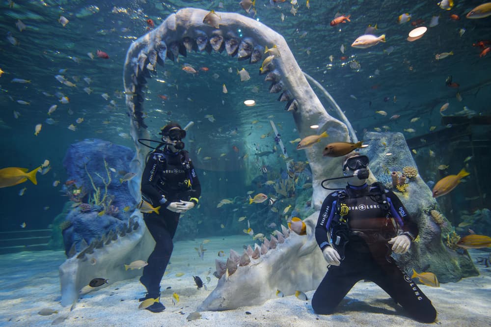 Shark diving
