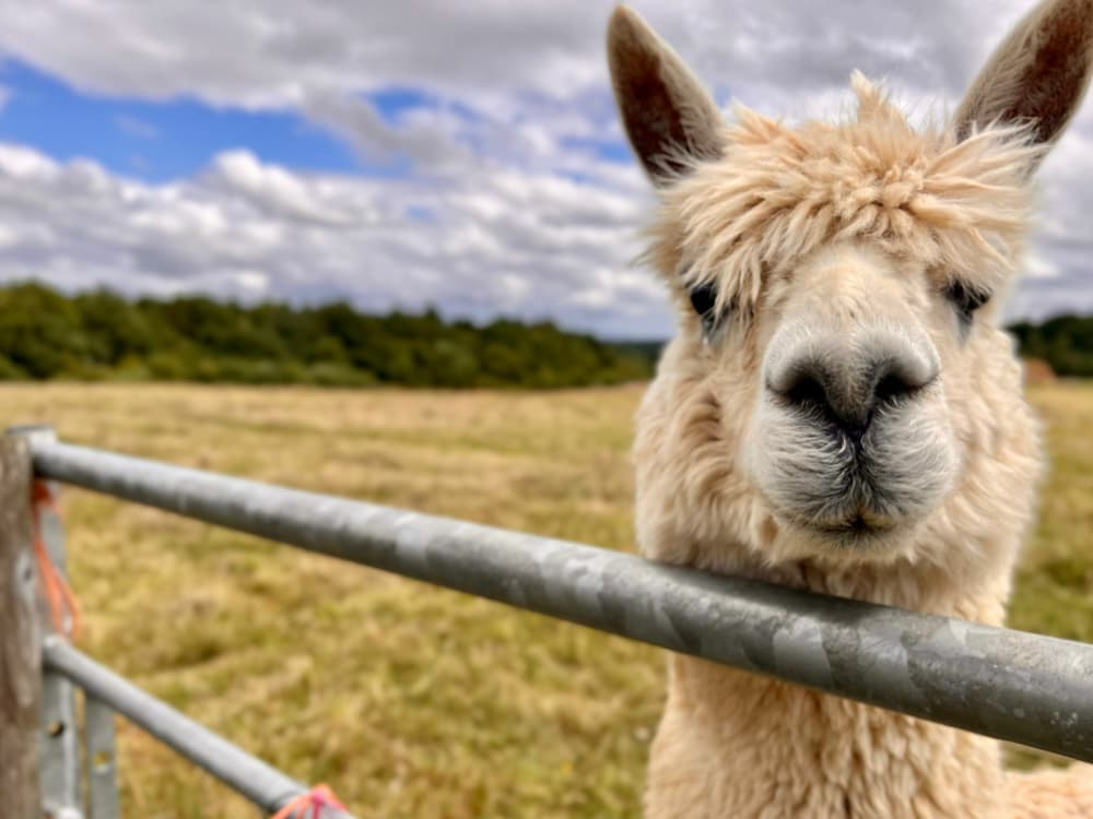 Loki the alpaca at Frankly Alpacas