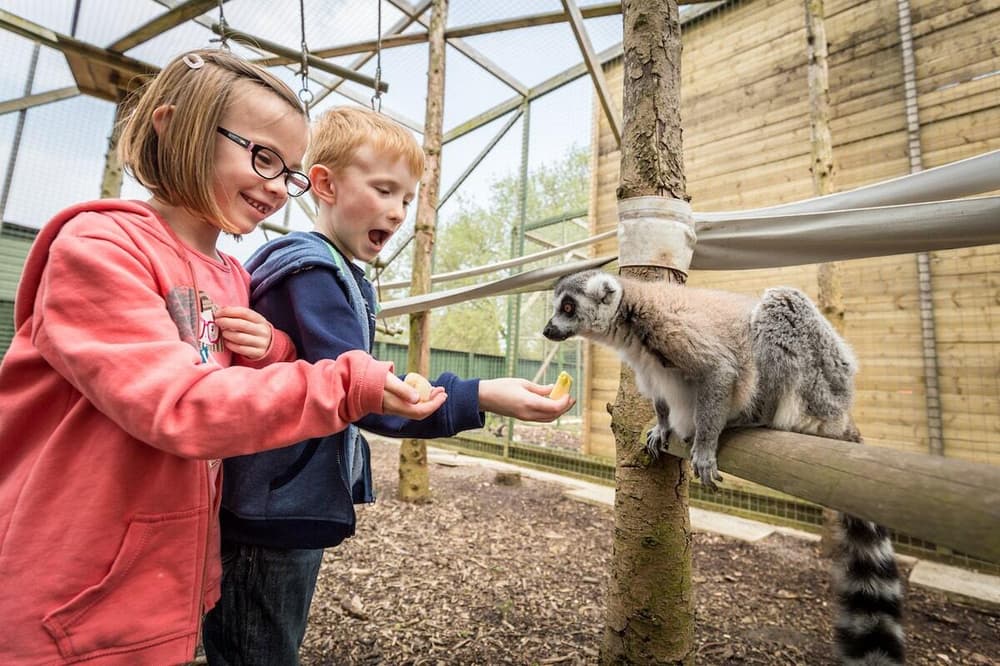 lemur experience