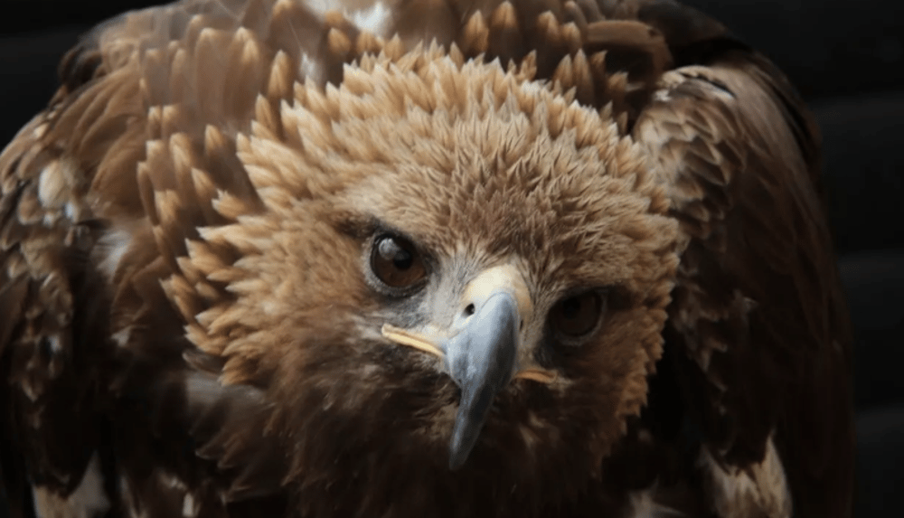 Falconry experience with birds of prey
