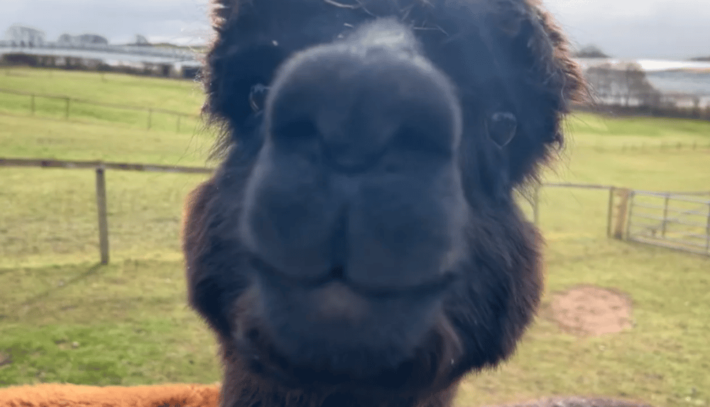 alpaca experience in shropshire