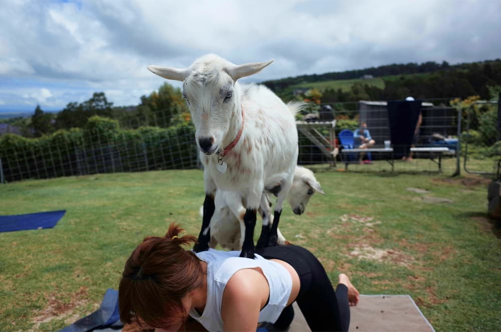 goat-yoga