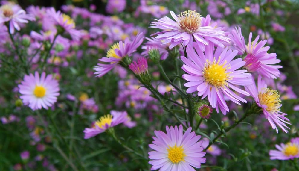Aster flowers