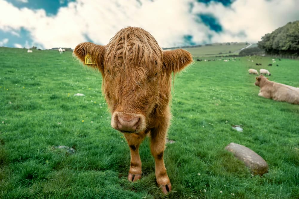 highland-cow