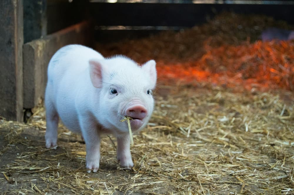 micro-pig