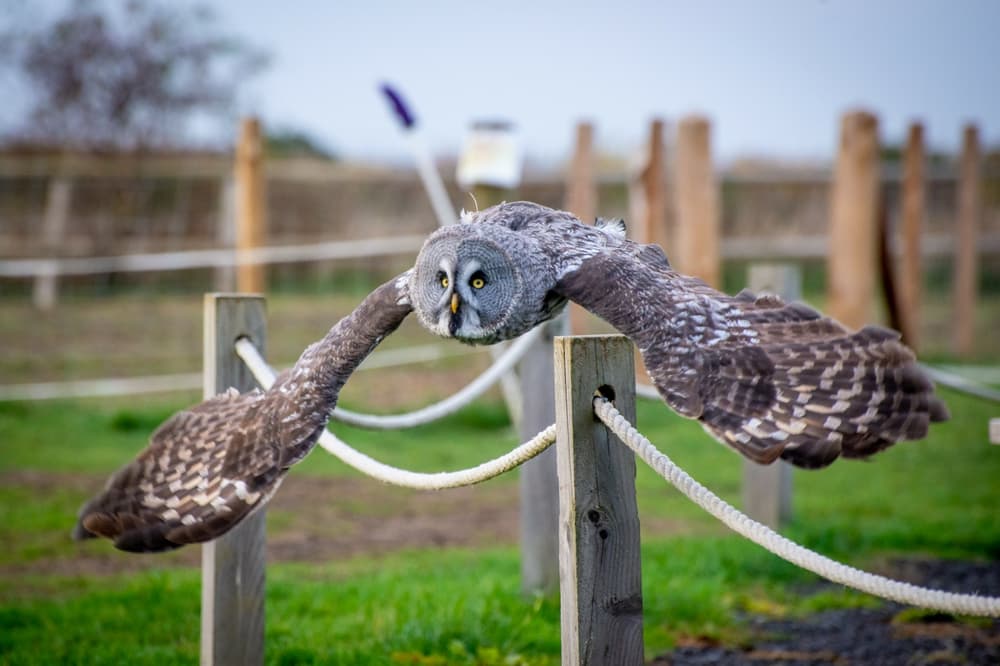 Falconry 10