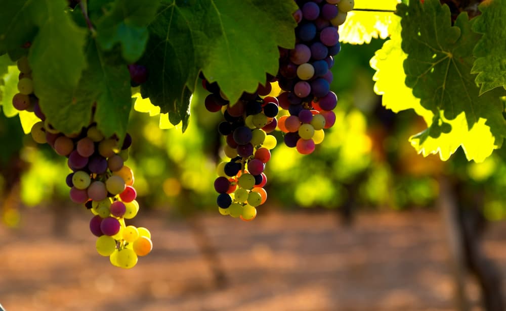 Vineyard grapes