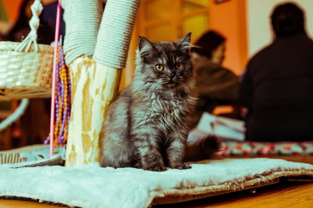 grey-cat