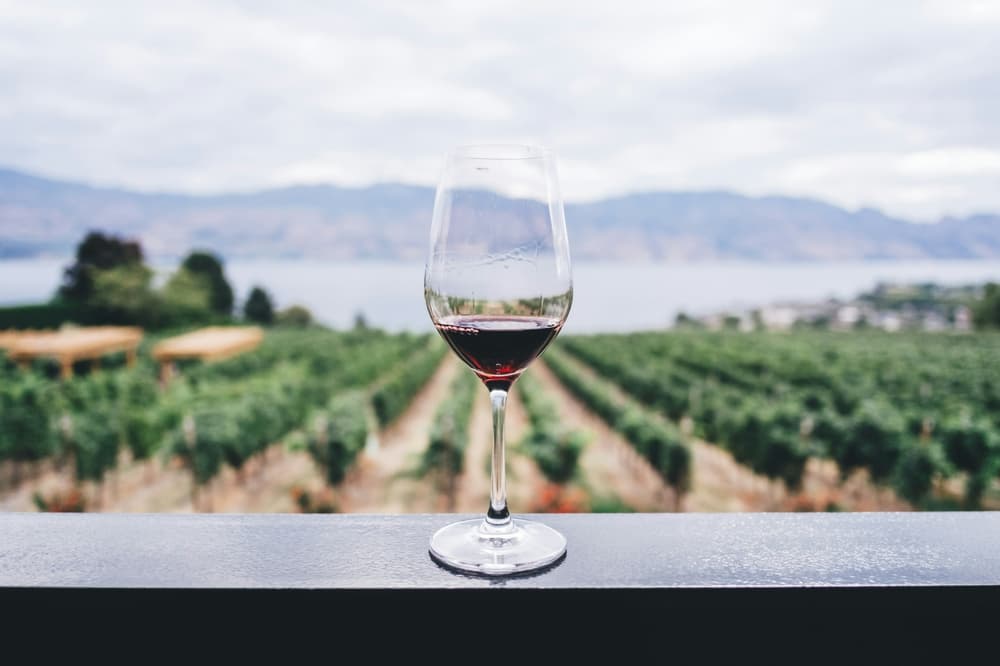 vineyard scenery