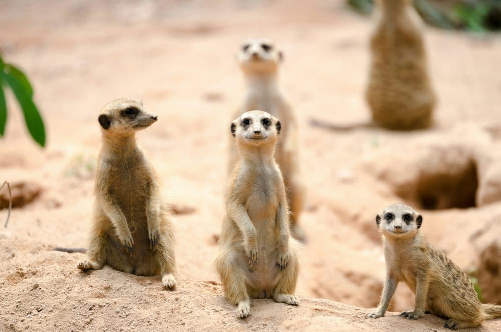 group-of-meerkats