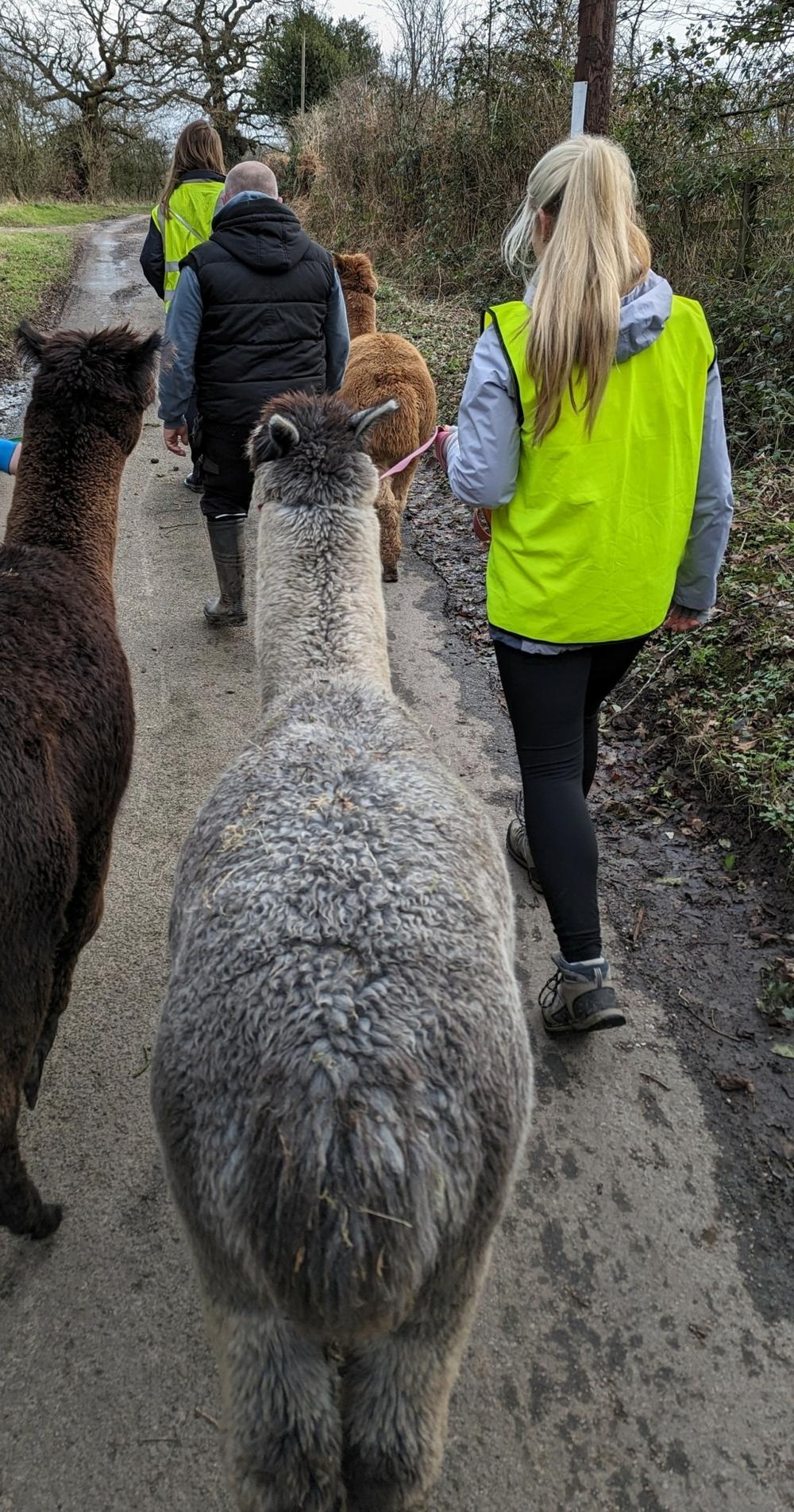 Philip and an alpaca