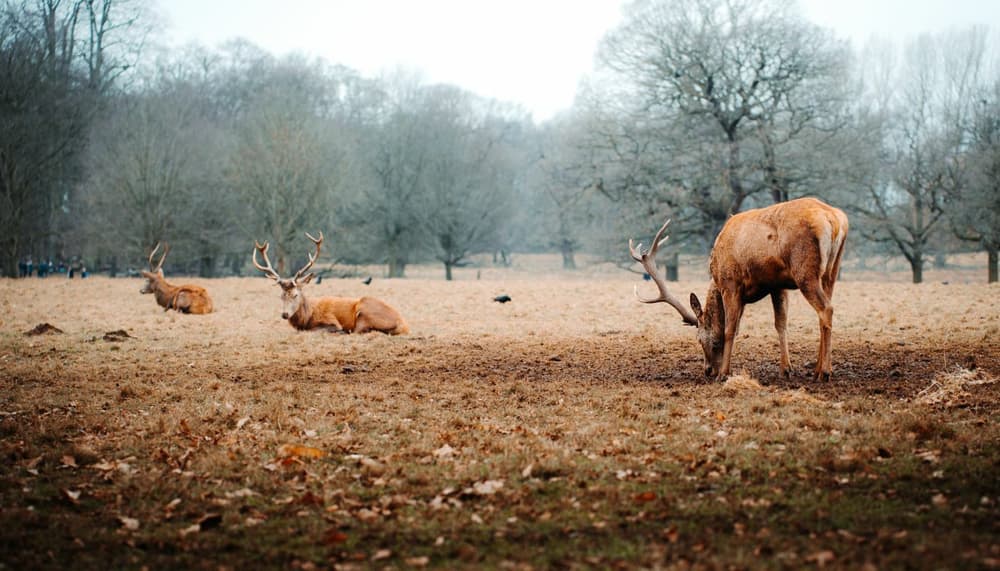 Nottingham deer park