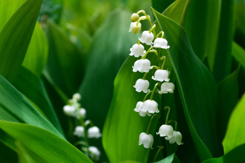 lily-of-the-valley