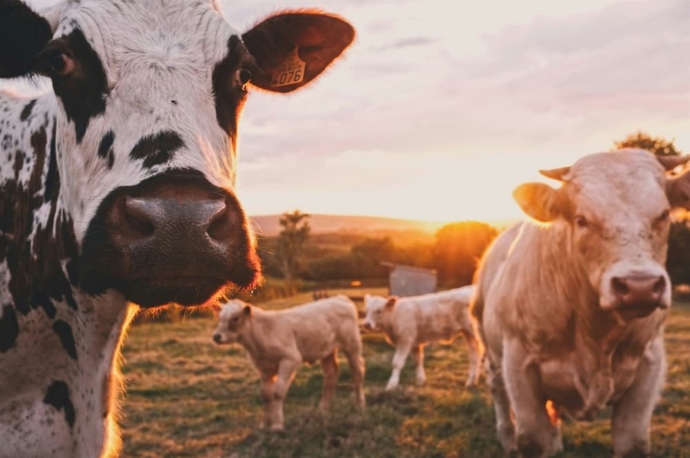 cow cuddling