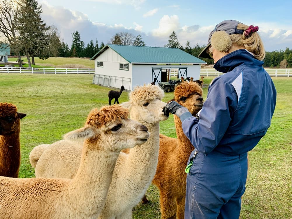 group-of-alpacas