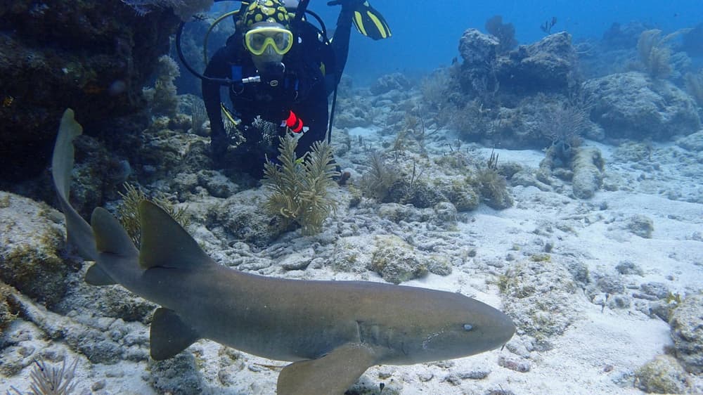 Shark dive