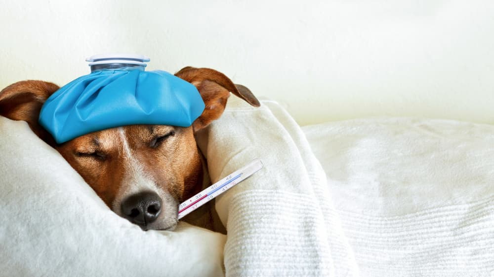Sick Day