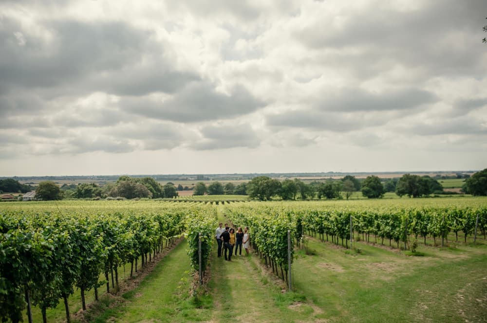 view overlooking a vineyard on a tour of gusbourne estate