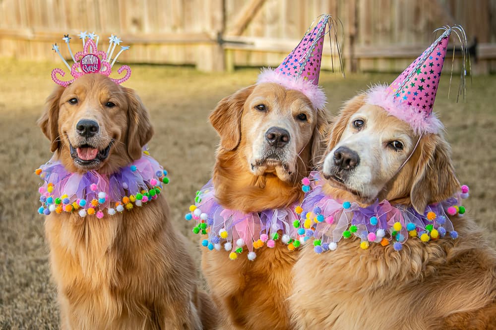 3 dogs wearing party hats