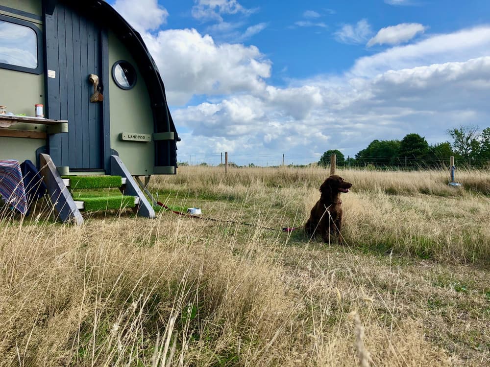 landpod and dog at glamping site