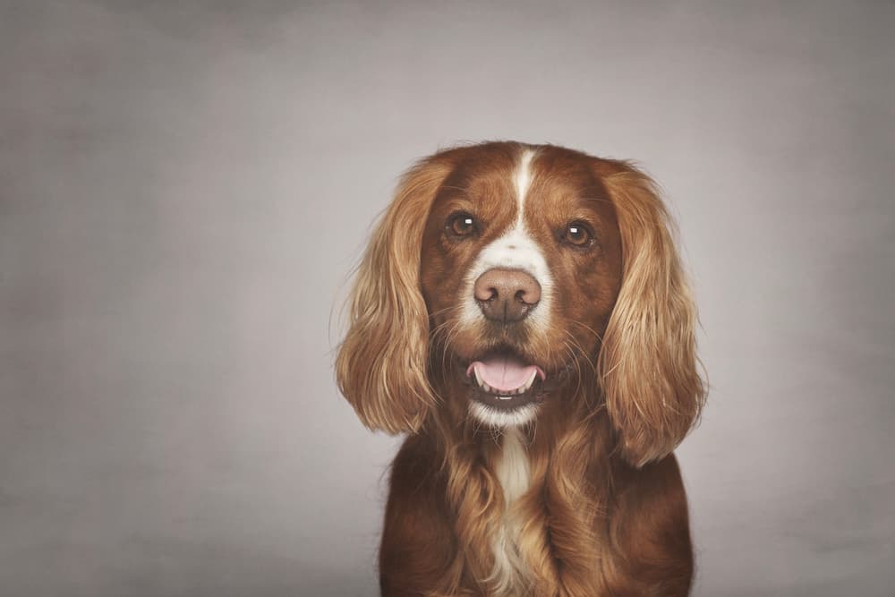 pet photoshoot fun