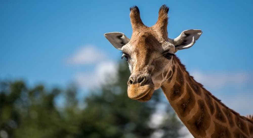 giraffe at chester zoo