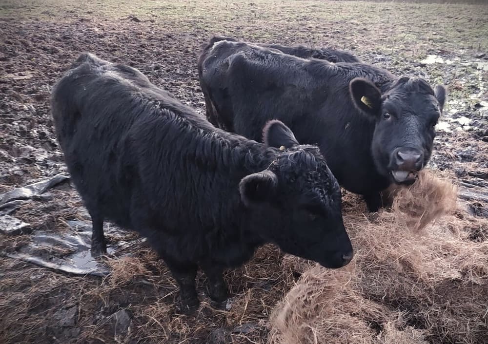 two black dexter cows eating hay seen on a springtime on the farm experience at frankly alpacas in shropshire