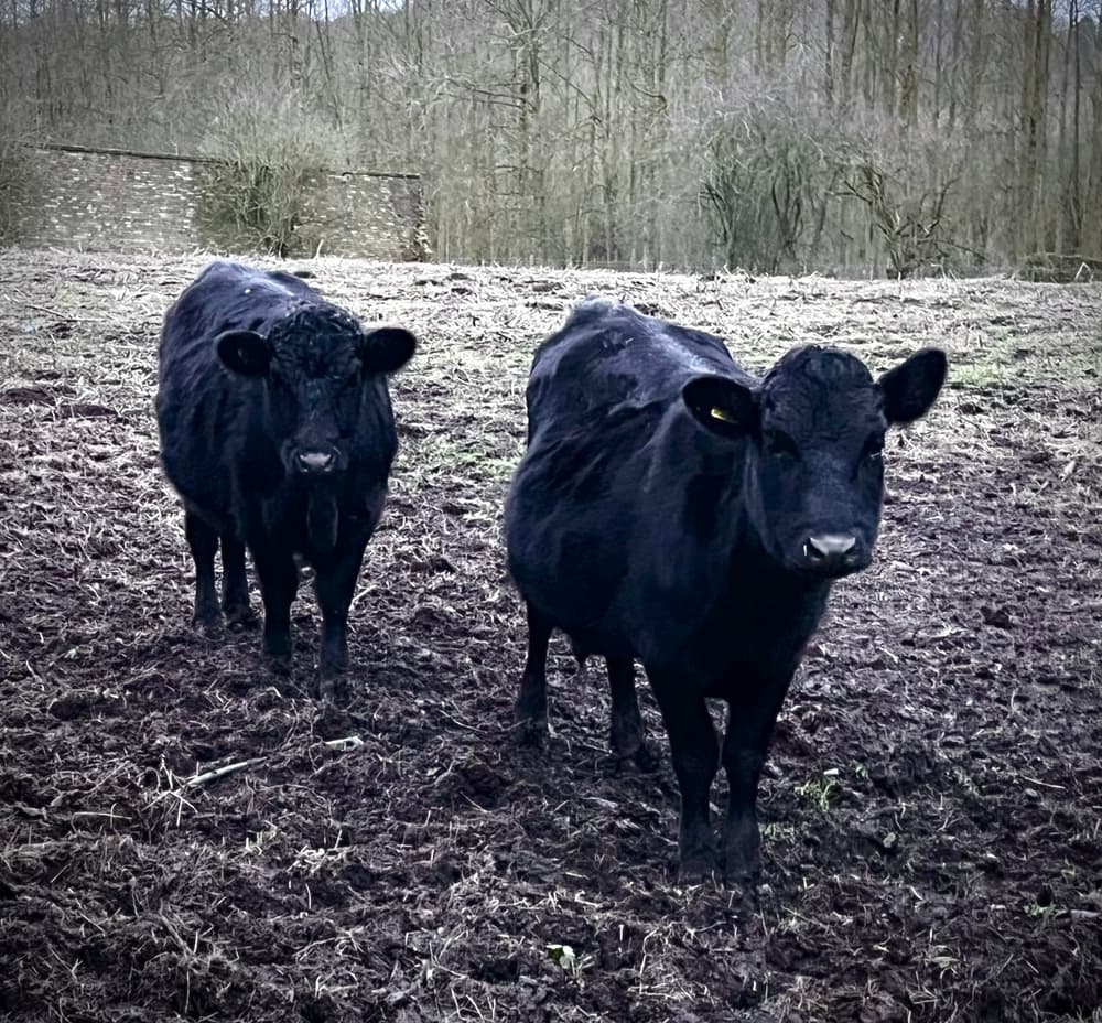 cow cuddling experience in shropshire