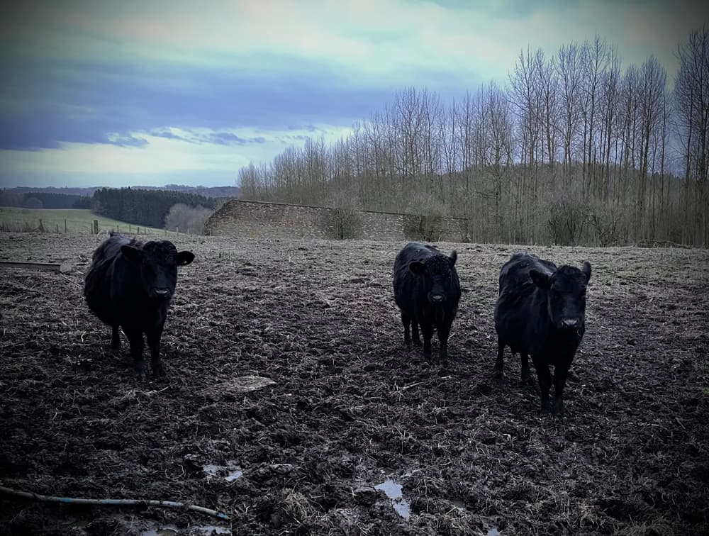 cow cuddling experience in shropshire