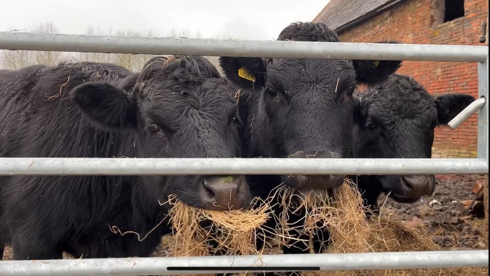 cow cuddling experience in shropshire