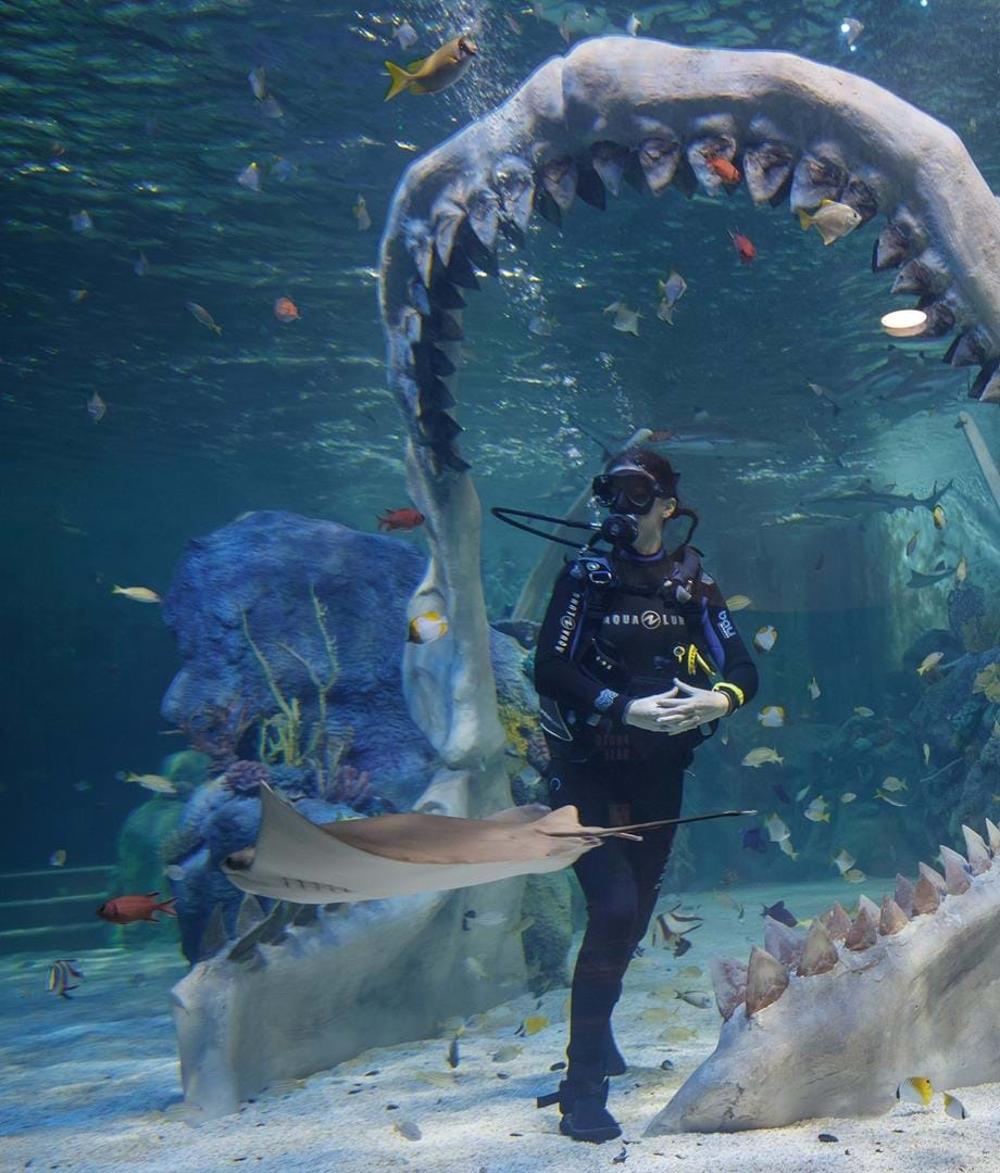 bear grylls shark dive experience