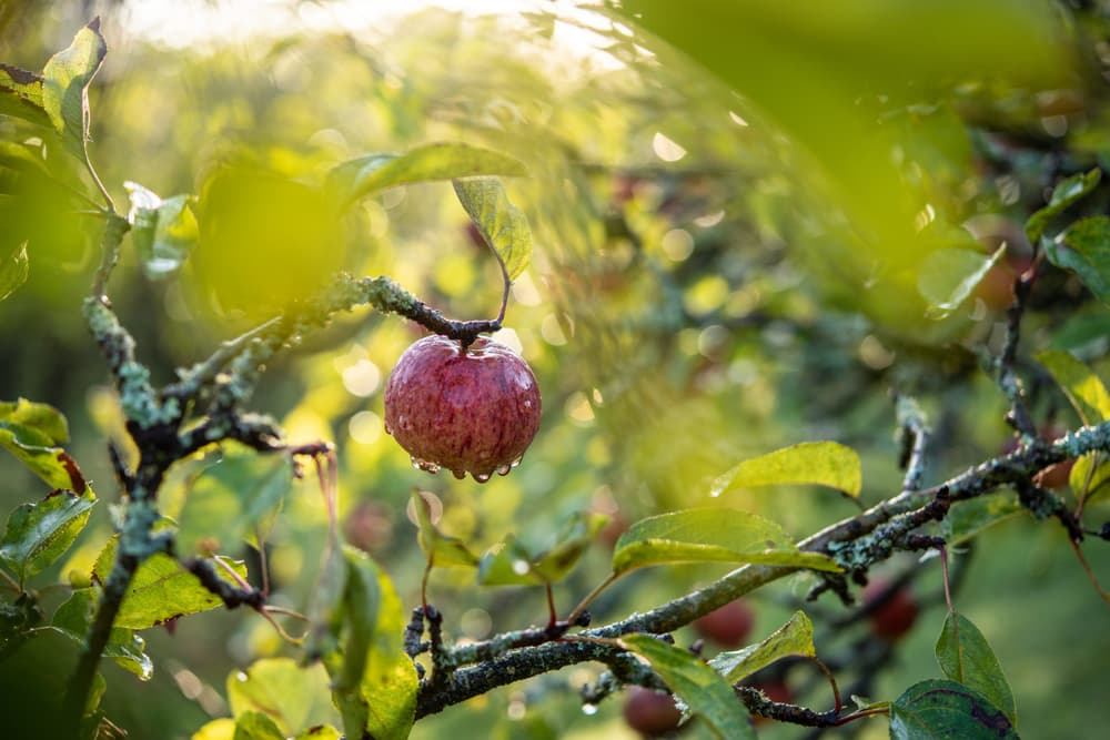 Dorset Nectar cider farm tour