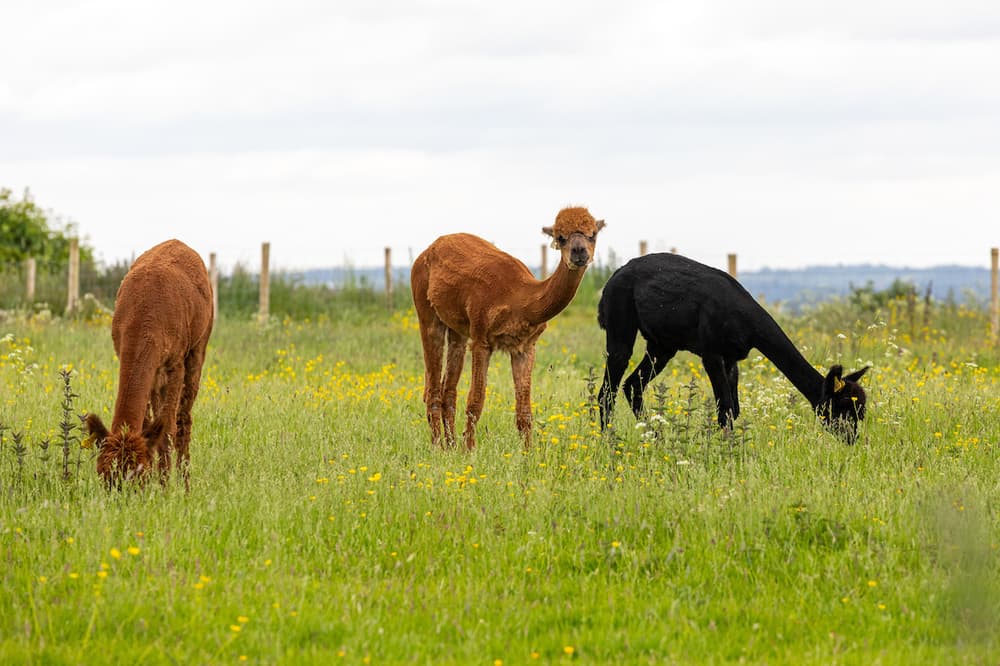 meet the alpacas experience in shropshire