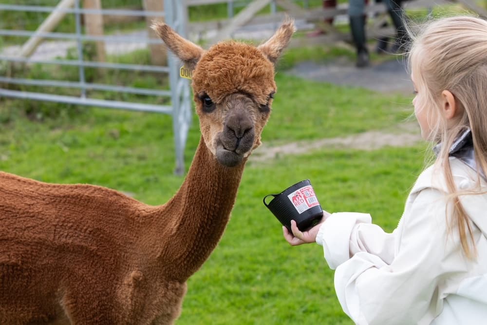 meet the alpacas experience in shropshire