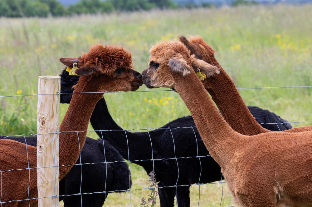 meet the alpacas experience in shropshire