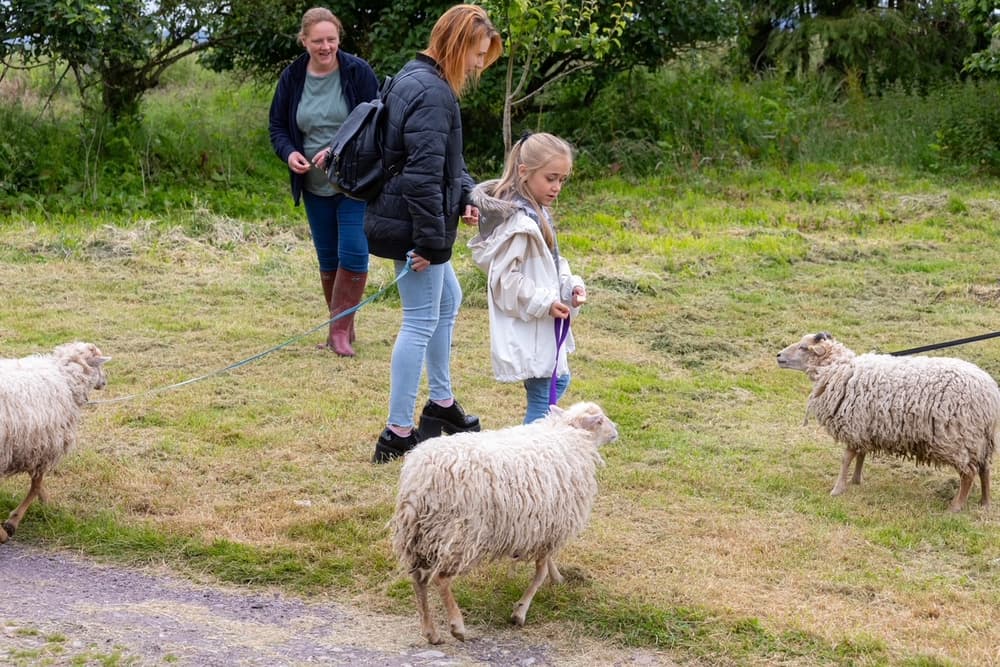 Frankley Alpacas 063