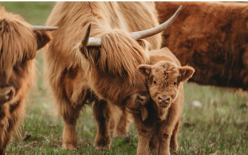 a highland cow with its calf