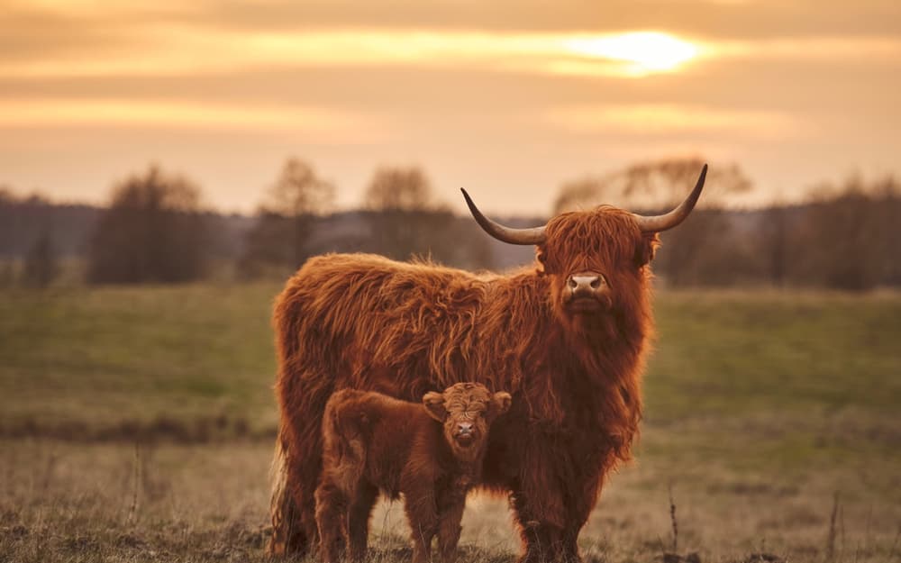 a highland cow and its calf in a field