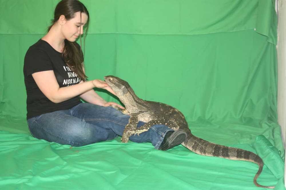a girl sitting down looking at a big monitor lizard in front of a green background