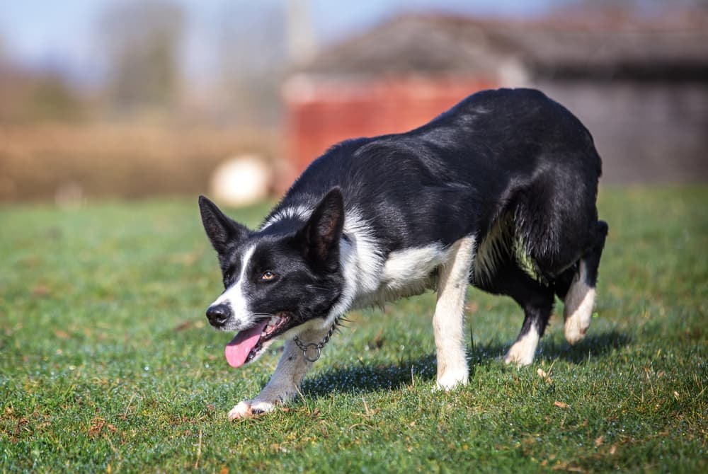 lara the sheepdog stalking in a field on a sheepdog training experience day