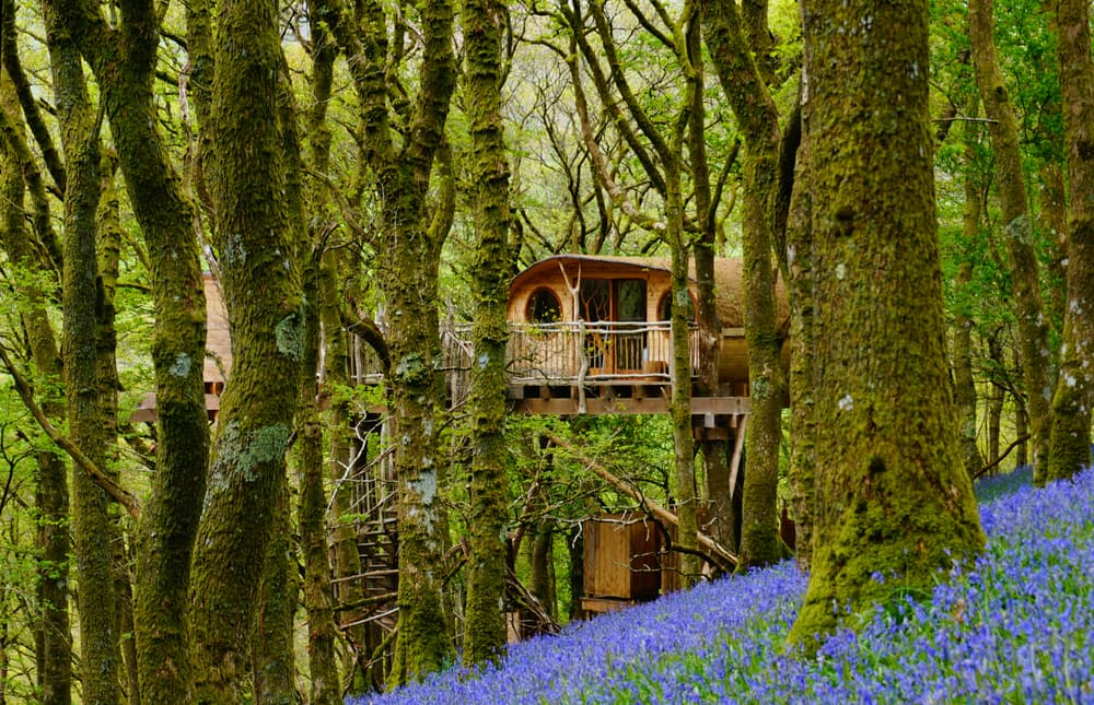 a treehouse in the woods with bluebells on the woodland floor
