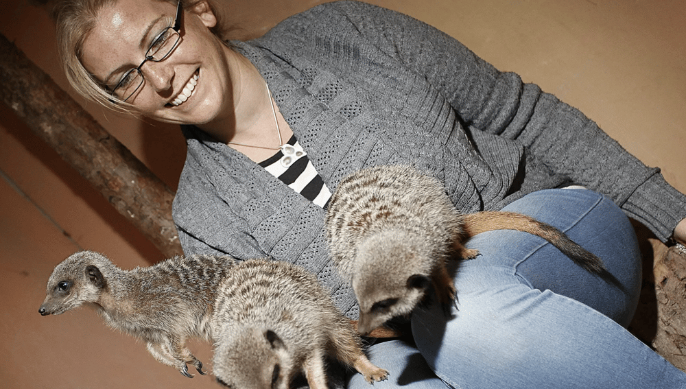 meeting meerkats in shropshire
