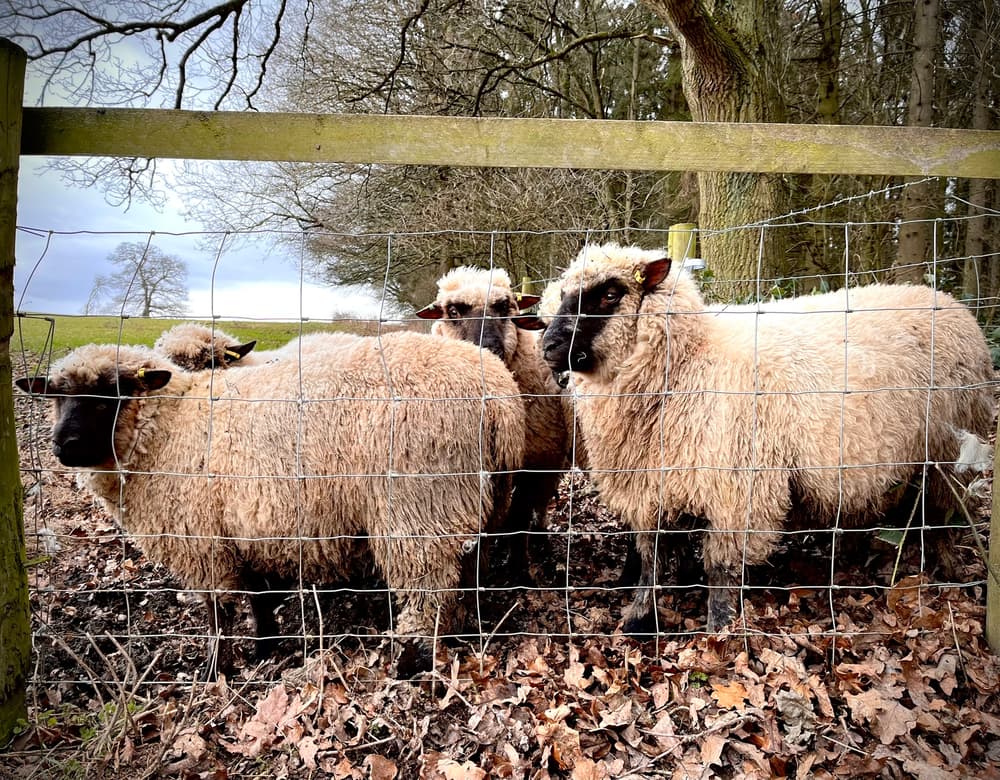 sheep trekking experience in shropshire