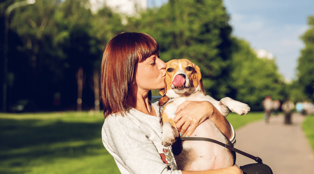 dog friendly holiday