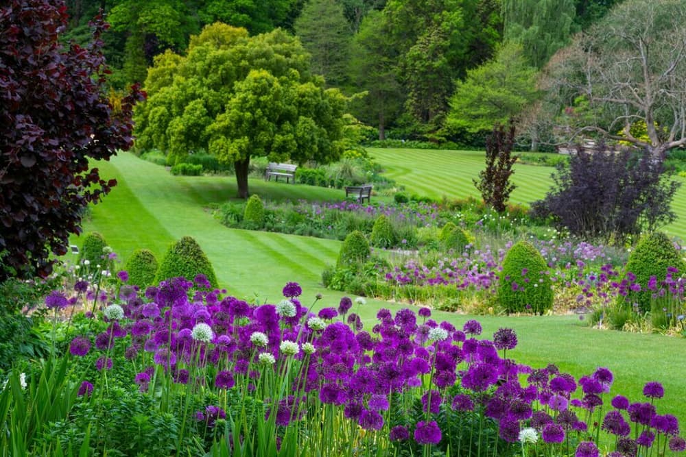 the manicured green lawns and borders planted with purple alliums at rhs garden harlow carr in north yorkshire