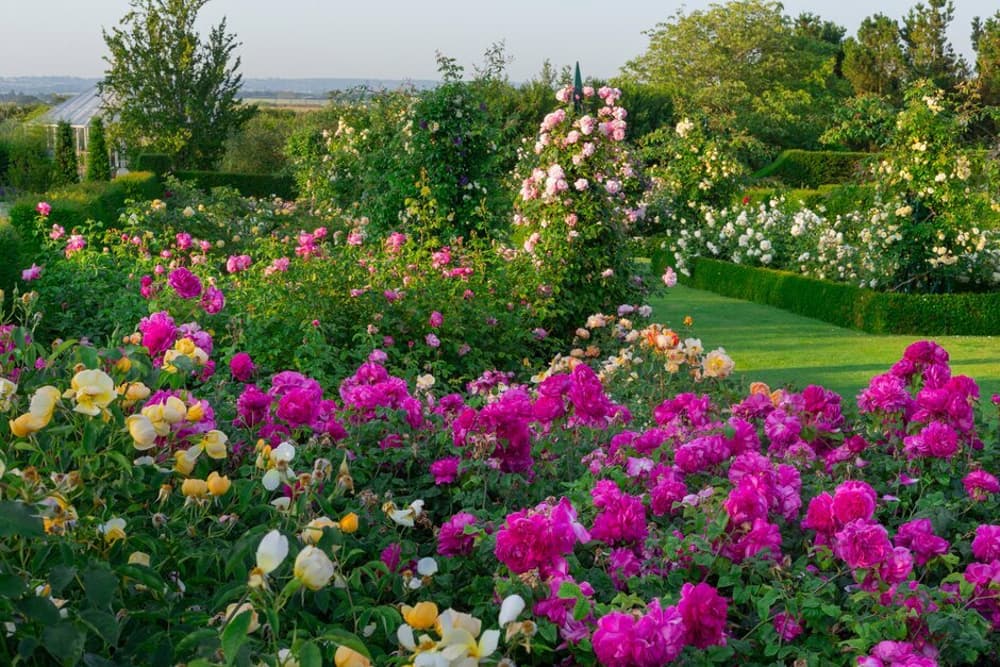 the rose gardens full of pink roses at rhs hyde hall in essex
